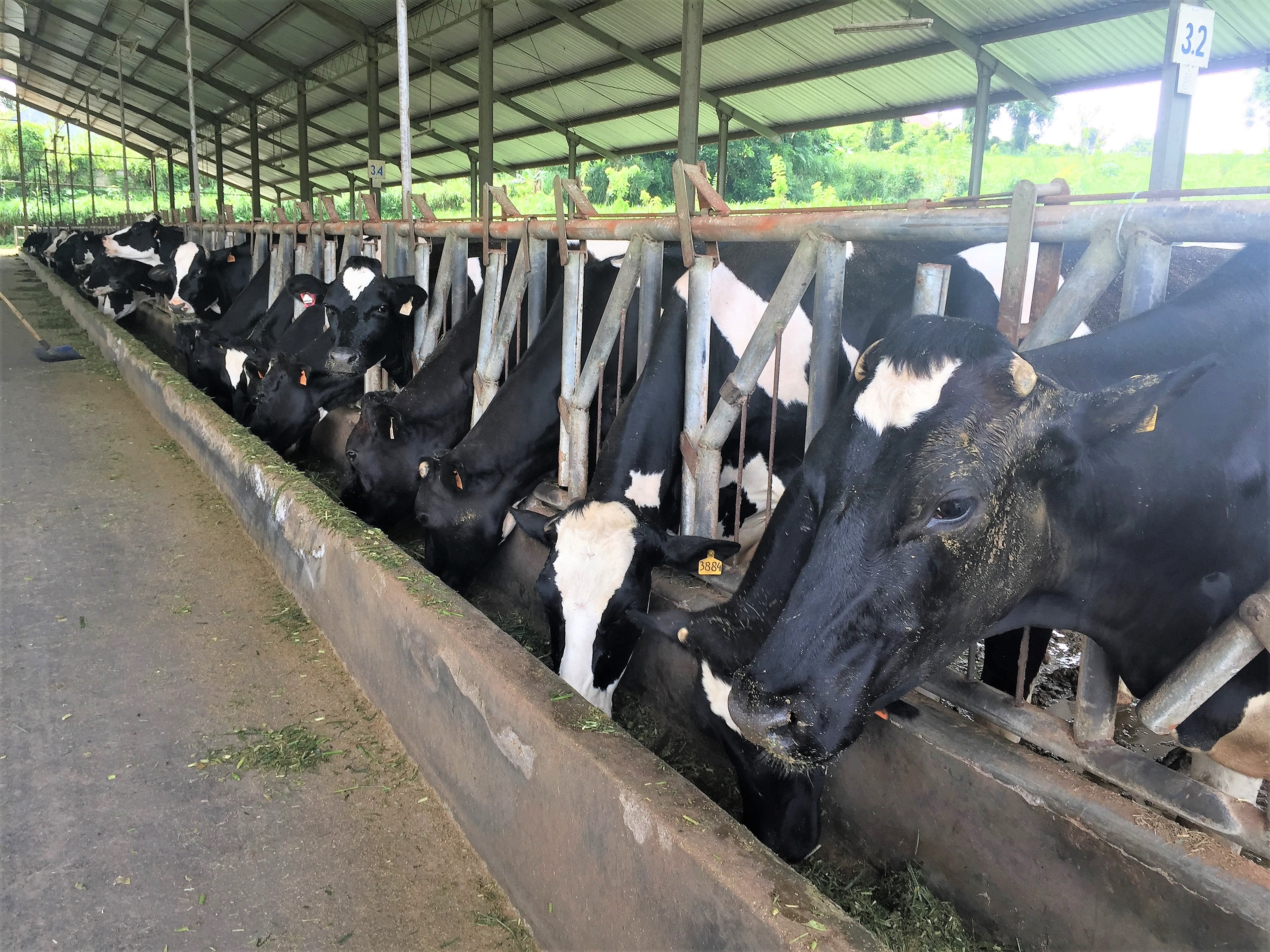Opportunities in Technology Transfer for Livestock & Feed in Vietnam and Indonesia